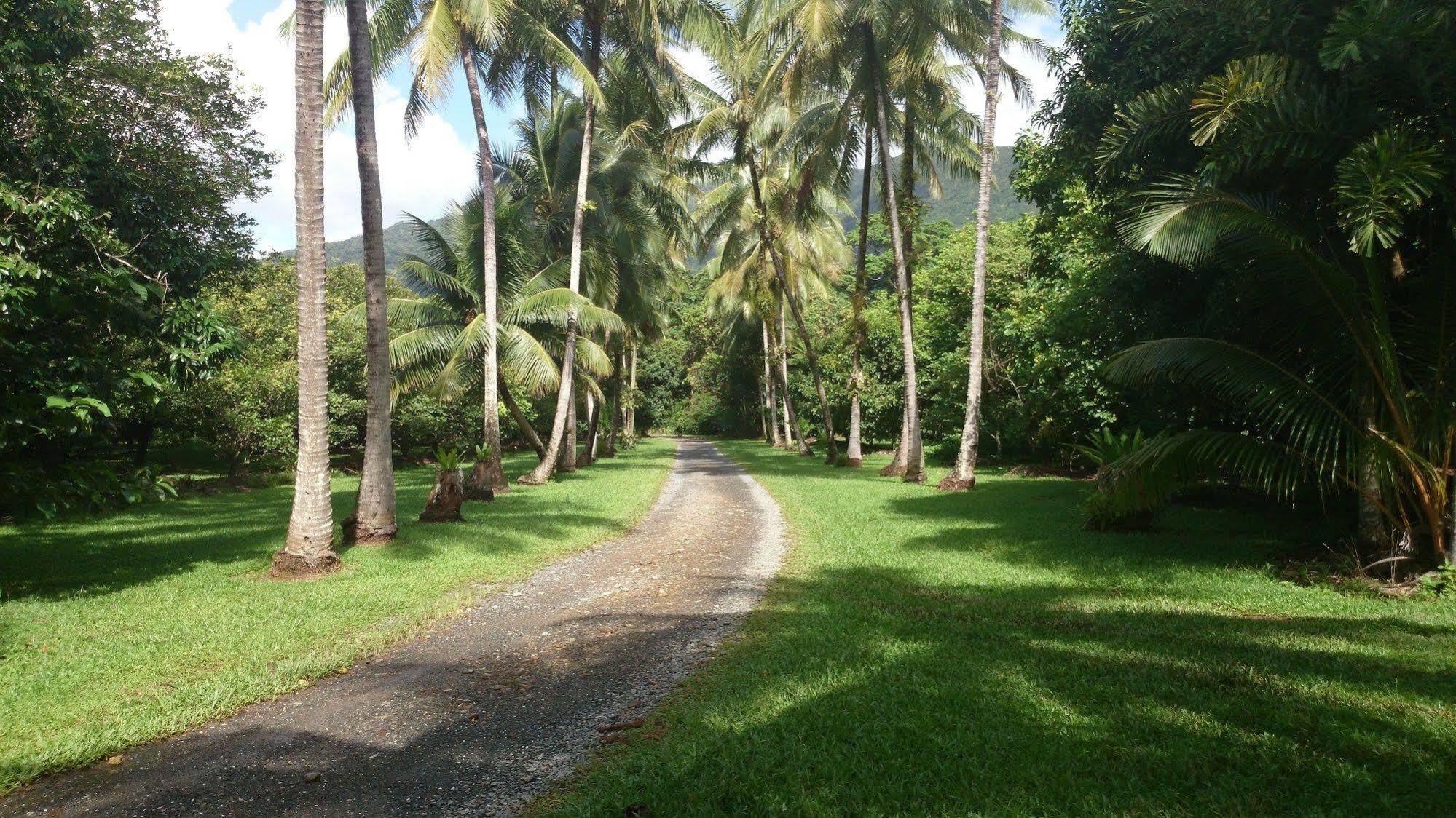 Cape Trib Farm Bed & Breakfast Cape Tribulation Exterior foto